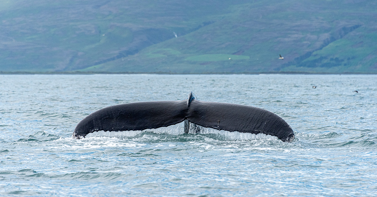 Ден 6 – 3 Август 2024 – Китът и космоса