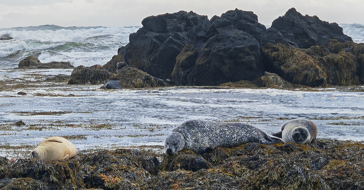 Ден 3 – 31 Юли 2024 – Обиколка на полуостров Snaefellsnes